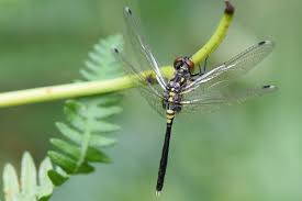 Attēlu rezultāti vaicājumam “Leucorrhinia albifrons female”