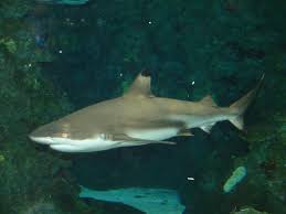 Image result for Carcharhinus melanopterus