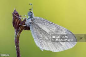 Attēlu rezultāti vaicājumam “Leptidea sinapis underside”