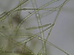 Attēlu rezultāti vaicājumam “Gloeocapsa rupestris”