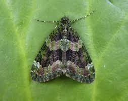 Attēlu rezultāti vaicājumam “Chloroclysta siterata”