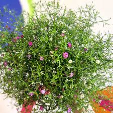 Attēlu rezultāti vaicājumam “Gypsophila muralis fruit”