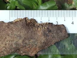 Attēlu rezultāti vaicājumam “Physarum, Nannengaella sp.”