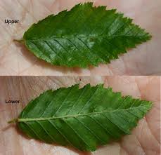 Attēlu rezultāti vaicājumam “Carpinus betulus leaf”