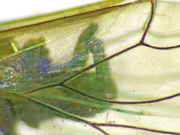 Attēlu rezultāti vaicājumam “Psylla alni”