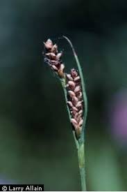 Attēlu rezultāti vaicājumam “Carex panicea fruit”