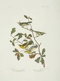 Image result for Dendroica tigrina