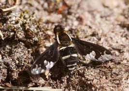 Attēlu rezultāti vaicājumam “Hemipenthes morio”