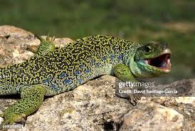 Attēlu rezultāti vaicājumam “Leporida”