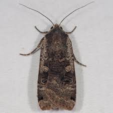 Attēlu rezultāti vaicājumam “Noctua pronuba”