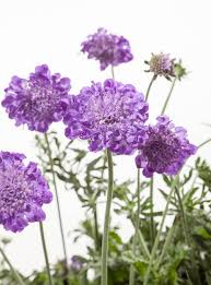 Image result for Scabiosa columbaria