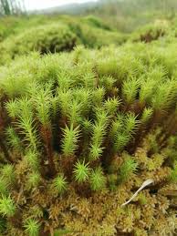 Attēlu rezultāti vaicājumam “Polytrichum strictum”
