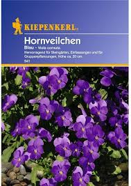 Image result for Hornveilchen