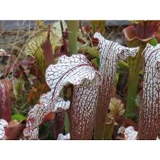 Attēlu rezultāti vaicājumam “Neckera complanata sporophyte”