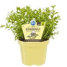 Image result for Bohnenkraut