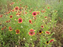 Image result for Gaillardia pulchella