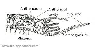 Attēlu rezultāti vaicājumam “Jungermannia leiantha sporophyte”