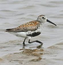 Attēlu rezultāti vaicājumam “Calidris alpina”