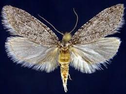 Attēlu rezultāti vaicājumam “Semioscopis avellanella imago”