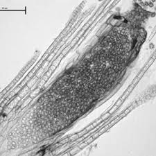 Attēlu rezultāti vaicājumam “Gymnostomum calcareum macro”