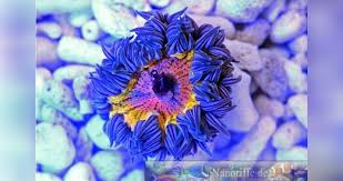 Image result for Anemonenarten