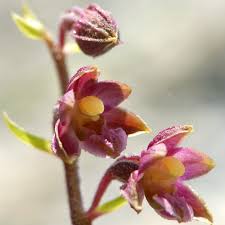 Attēlu rezultāti vaicājumam “Epipactis atrorubens flower”