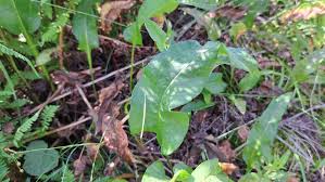 Attēlu rezultāti vaicājumam “Bistorta major leaf”