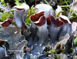 Attēlu rezultāti vaicājumam “Peltigera canina”