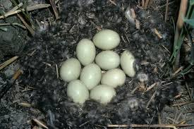 Attēlu rezultāti vaicājumam “Anas platyrhynchos eggs”