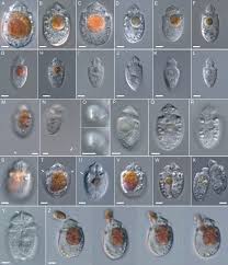 Attēlu rezultāti vaicājumam “Diderma ochraceum macro”