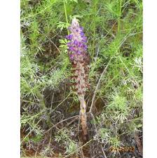 Attēlu rezultāti vaicājumam “Orobanche coerulescens flower”