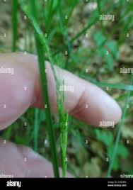 Attēlu rezultāti vaicājumam “Poa nemoralis leaf”