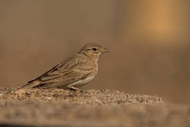 Image result for Calandrella rufescens