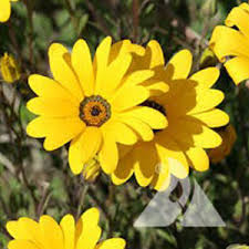 Image result for Dimorphotheca sinuata