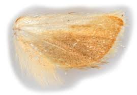 Attēlu rezultāti vaicājumam “Acleris forsskaleana”