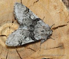 Attēlu rezultāti vaicājumam “Achlya flavicornis”