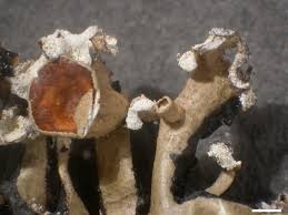 Attēlu rezultāti vaicājumam “Hypogymnia vittata”