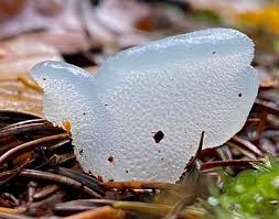 Attēlu rezultāti vaicājumam “Pseudohydnum gelatinosum”