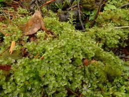Attēlu rezultāti vaicājumam “Pseudobryum cinclidioides”