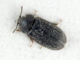 Attēlu rezultāti vaicājumam “Grynocharis oblonga”