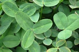 Attēlu rezultāti vaicājumam “Trifolium fragiferum leaf”