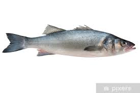 Image result for Dicentrarchus labrax