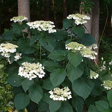 Attēlu rezultāti vaicājumam “Hydrangea arborescens”