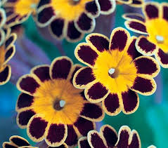 Attēlu rezultāti vaicājumam “Primula x polyantha flower”