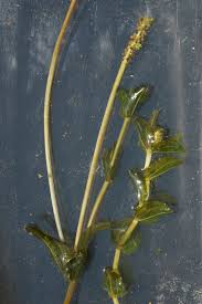Attēlu rezultāti vaicājumam “Potamogeton perfoliatus flower”