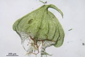 Attēlu rezultāti vaicājumam “Palustriella decipiens”