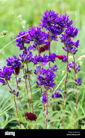 Attēlu rezultāti vaicājumam “Campanula glomerata flower”