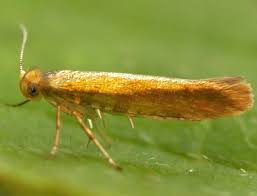 Attēlu rezultāti vaicājumam “Argyresthia goedartella”