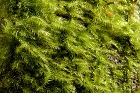 Attēlu rezultāti vaicājumam “Herzogiella seligeri”