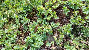 Attēlu rezultāti vaicājumam “Vaccinium uliginosum leaf”